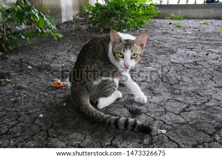 Cat look back during scratch herself under RamaVIII bridge