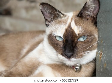 Cat look at a camera