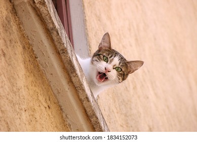 Cat, Look Out The Window And Meow