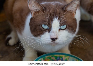 Cat Looked Up With Fierce Eyes.