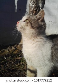 Cat looking up
