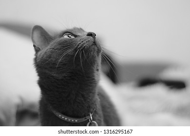cat looking up