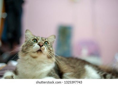 Cat looking up