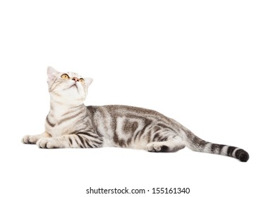 Cat looking up