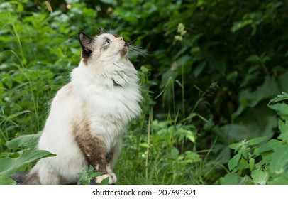 Cat looking up
