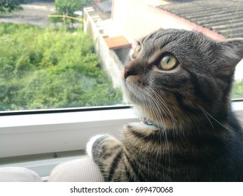 cat looking