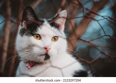 A Cat Looking Ahead Outdoors