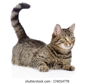cat looking away. isolated on white background