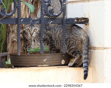 A cat looking back during entering iron fence of the house