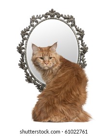 Cat looking back with a mirror in background in front of white background