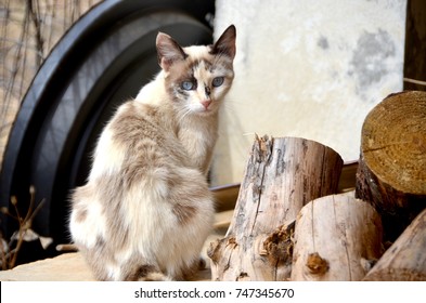 cat looking backwards while sitting 
