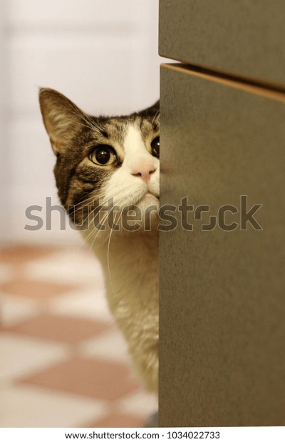 Cat Looking Behind Wardrobe Shallow Depth Stock Photo Edit Now