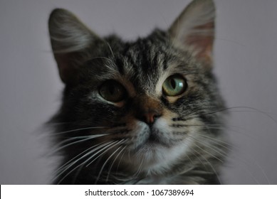 cat looking at camera