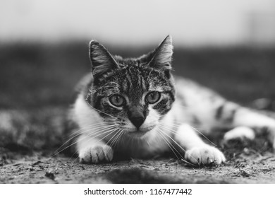 cat looking at camera