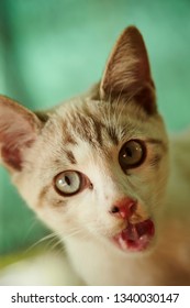 Cat looking at camera 