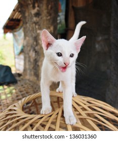 Cat looking at the camera