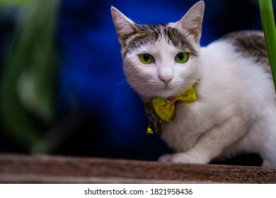 cat looking at the camera