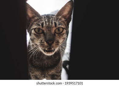 a cat is looking at the camera