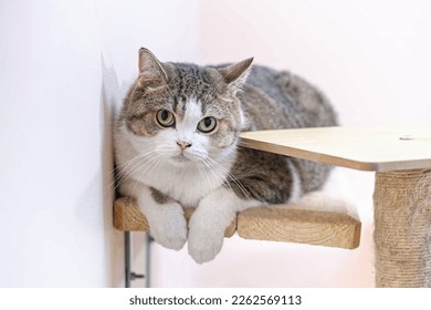 The Cat Looking at Camera 