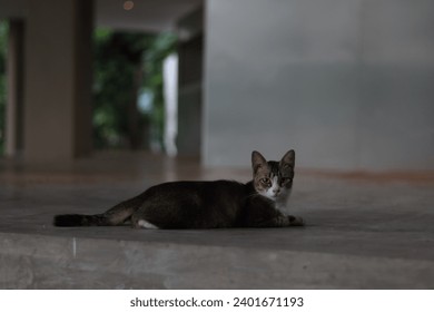 a cat looking at the camera