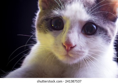Cat looking at the camera
