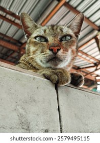 Cat looking at the camera 