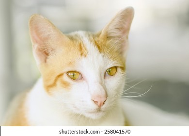 Cat Looking At Camera
