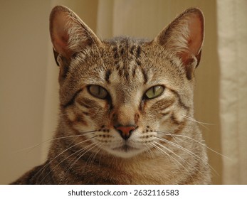 A cat looking at the camera