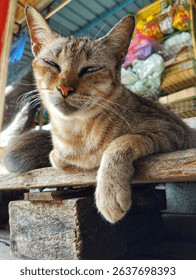 Cat looking at the camera
