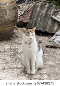 A cat looking at the camera