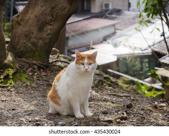 Cat Looking At Camera