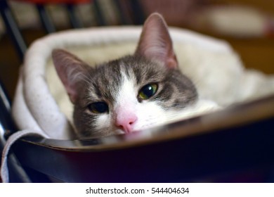 Cat looking at camera