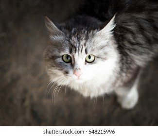 cat looking at camera