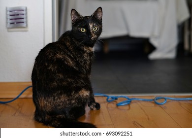 cat looking at camera