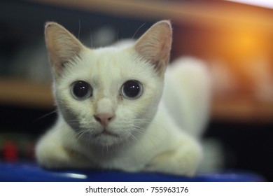 cat looking camera