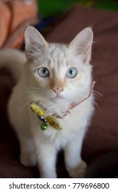 Cat looking at the camera.