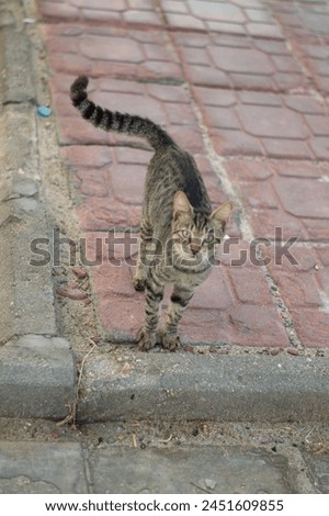 a cat looking at the camera