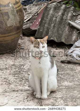 A cat looking at the camera