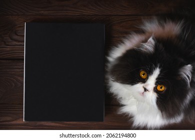 Cat Looking At Camera Next To A Book Of Black Magic On A Brown Wooden Table. Black And White Persian Cat With Large Amber Eyes. Book With Black Cover. Space For Copying. Halloween Concept.