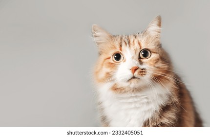 Cat looking at camera on grey background. Cute fluffy kitty with intense body language. Scarred, questioning or staring eyes. 3 years, female longhair calico cat. Asymmetric markings. Selective focus.