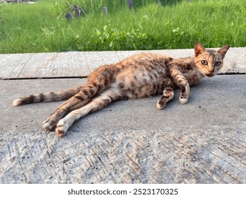 A cat looking at camera, cat sleepy on concrete floor. A pregnant mother cat while resting on a floor - Powered by Shutterstock