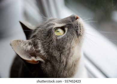 Cat looking up closeup