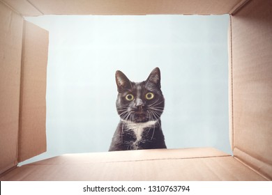 Cat Looking Curiously Inside A Cardboard Box