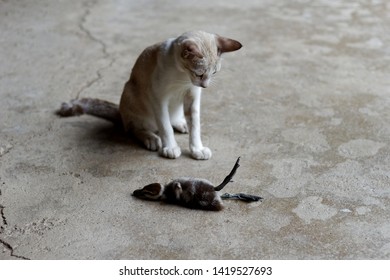 Cat Looking Dead Bird On Cement Floor ,baby Common Teal Dead By Dog Bite