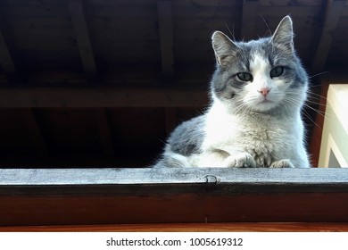 Cat looking down