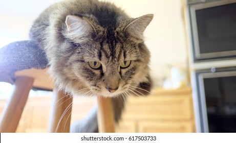 Cat is looking down