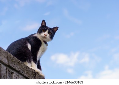 Cat Looking Down At Camera With Blue Sky