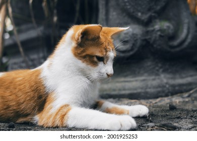 A Cat Looking Down At The Small Object Below