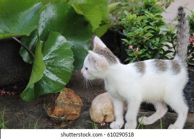cat looking down, white cat, gray cat, kitten, Striped cat, cat's tail straight up, kitty