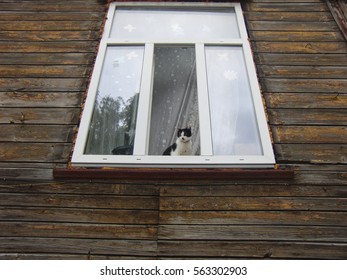 Cat looking down the window in an old wooden house